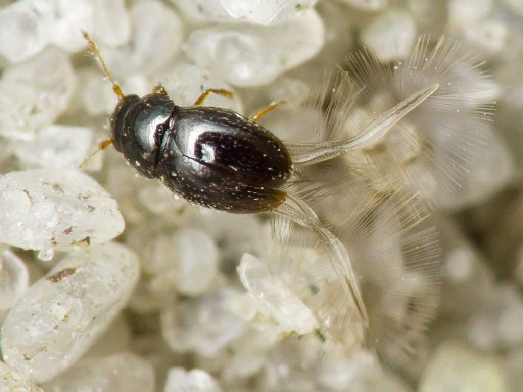 Ptenidium Erichson, 1845